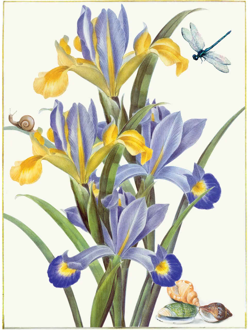 Ilustracja Irysy - Kolekcja Werandy
