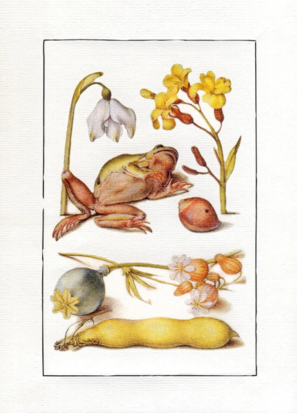 Ilustracja kompozycja z żabą