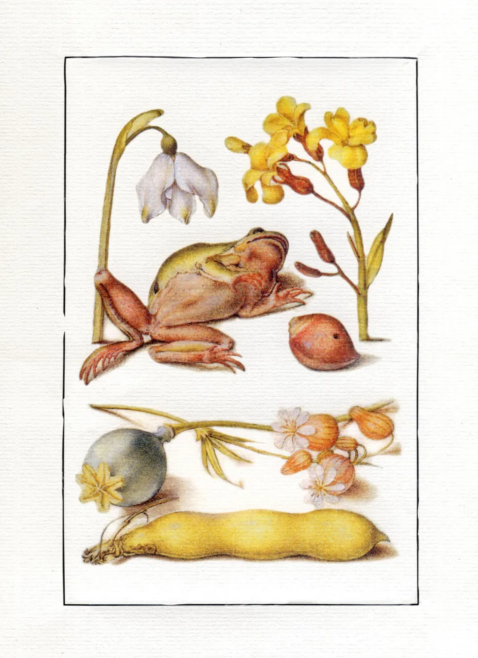 Ilustracja kompozycja z żabą
