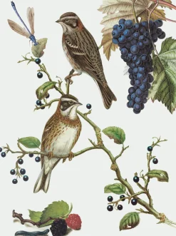 Ilustracja owoce leśne