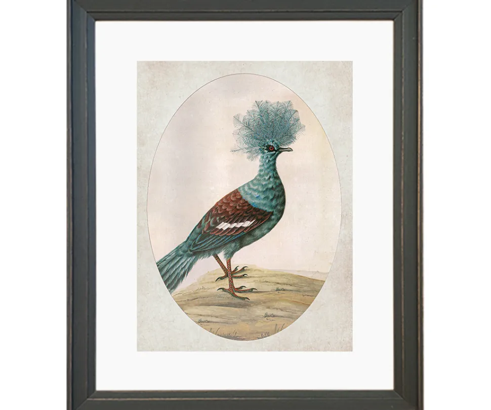 Ilustracja Ptasia dama