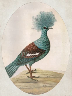 Ilustracja Ptasia dama