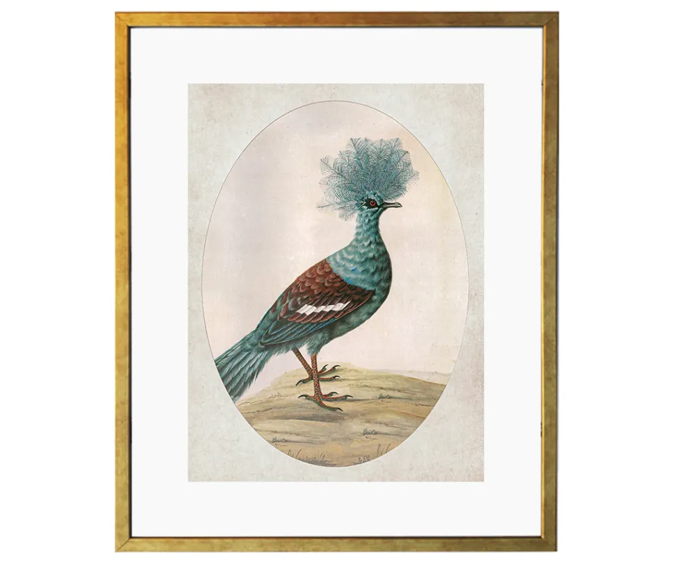 Ilustracja Ptasia dama