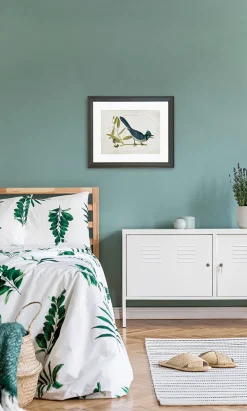 Ilustracja Sójka modra