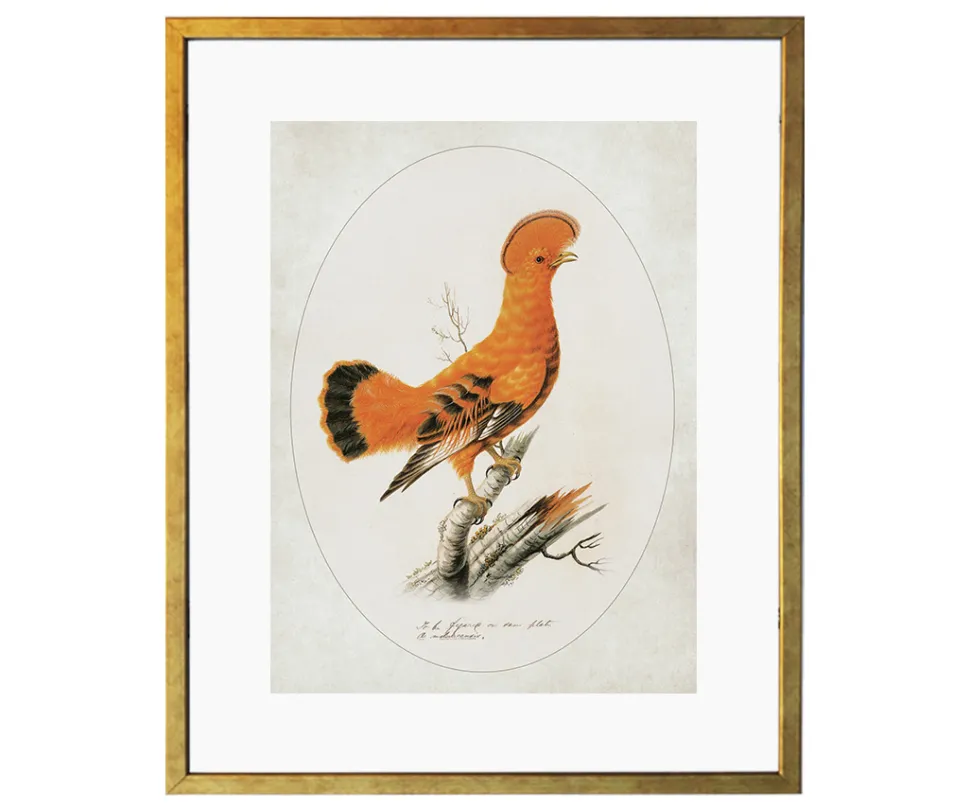 Ilustracja Skalikurek gujański