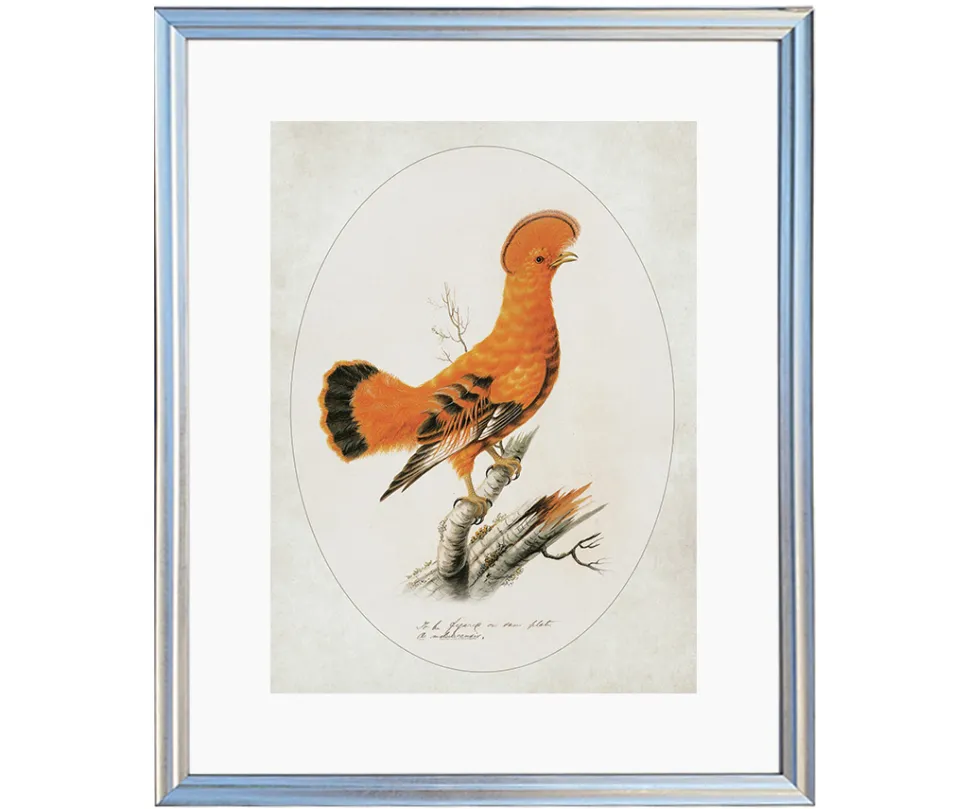 Ilustracja Skalikurek gujański