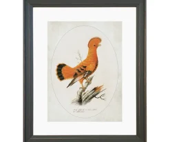 Ilustracja Skalikurek gujański