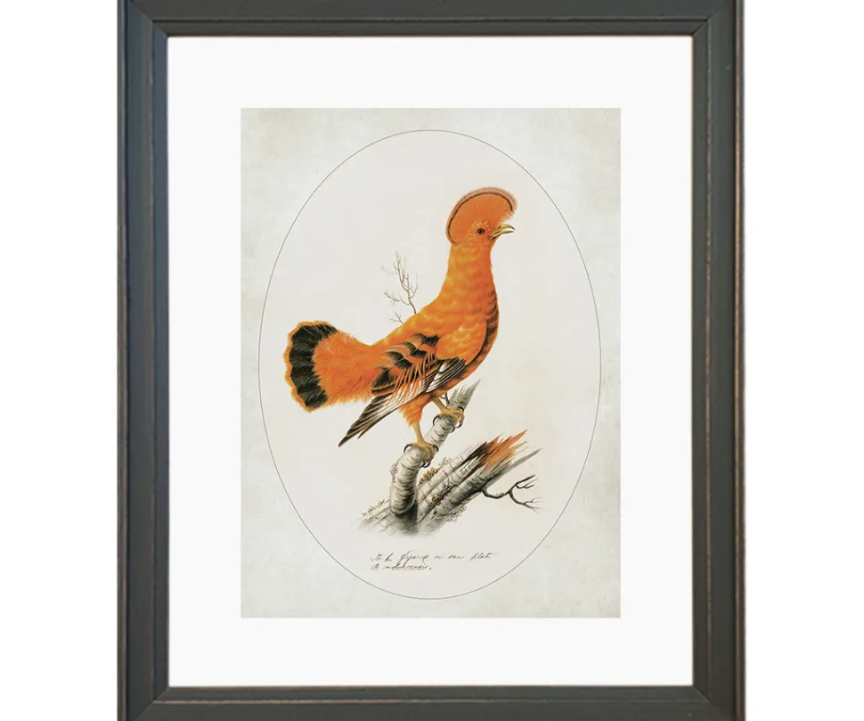 Ilustracja Skalikurek gujański