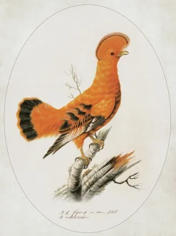 Ilustracja Skalikurek gujański