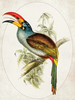 Ilustracja Tukan