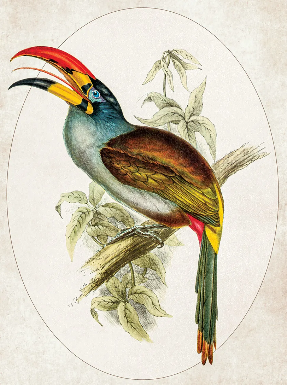 Ilustracja Tukan