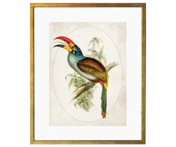 Ilustracja Tukan