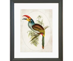 Ilustracja Tukan