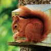 Karmnik dla wiewiórek
