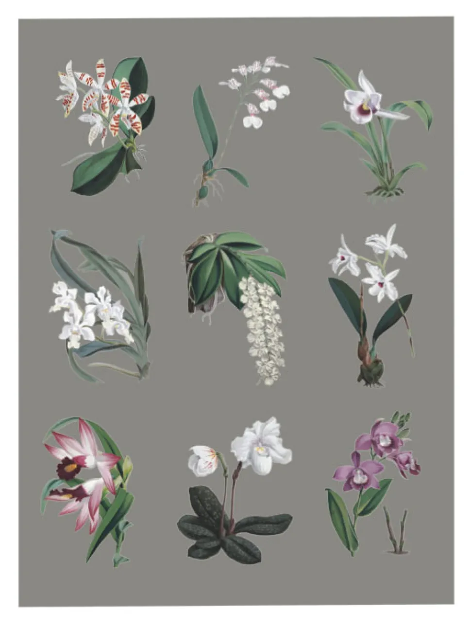 Plakat A3 Storczyk Orchidea