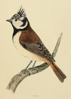 Plakat Czubatka