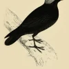 Plakat Kawka