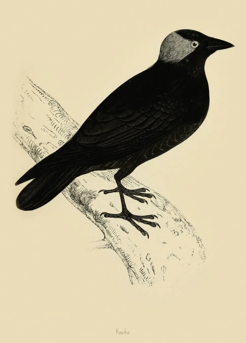 Plakat Kawka