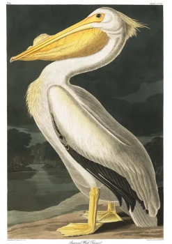 Plakat Pelikan A3