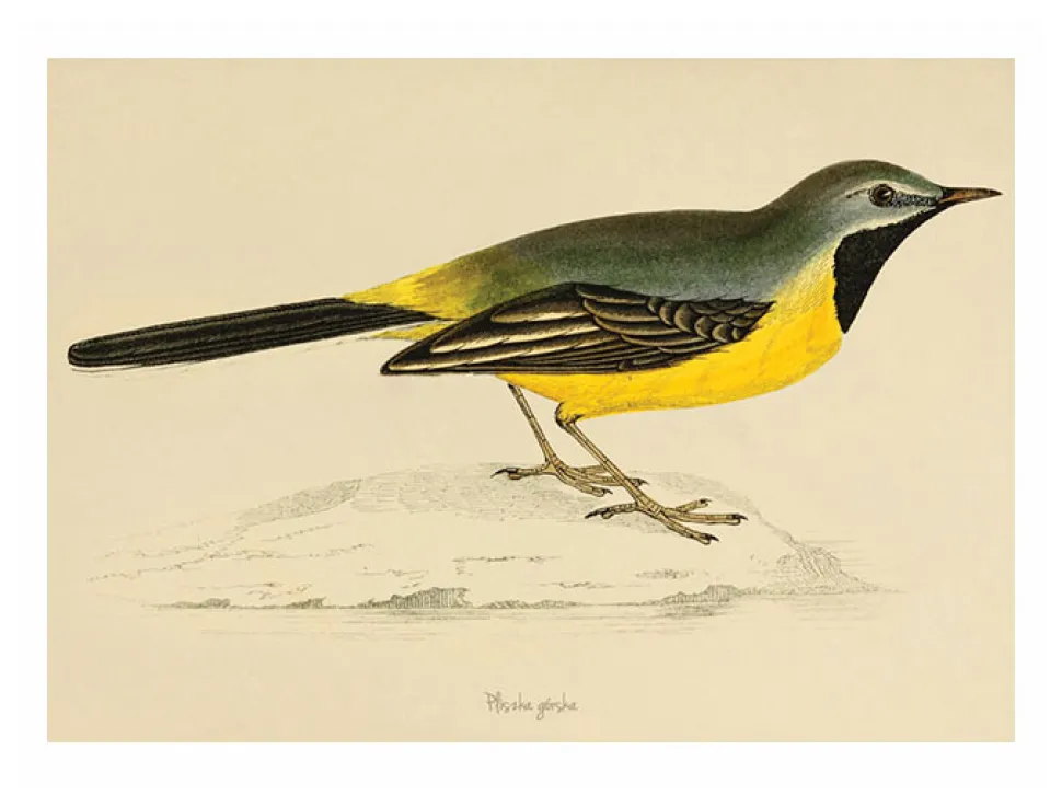 Plakat Pliszka Górska