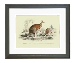 Plakat retro kangury