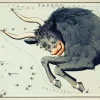 Plakat znaki zodiaku retro - Byk