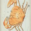 Plakat znaki zodiaku retro - Rak
